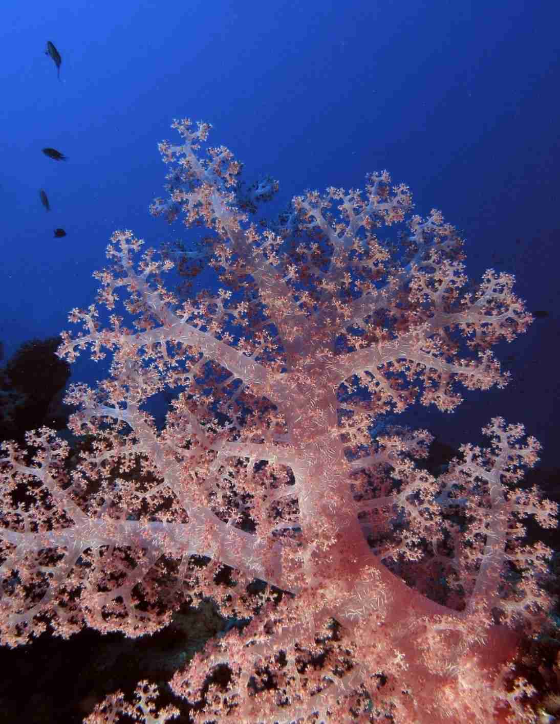 Pink soft coral on the reef at Shaab El Erg