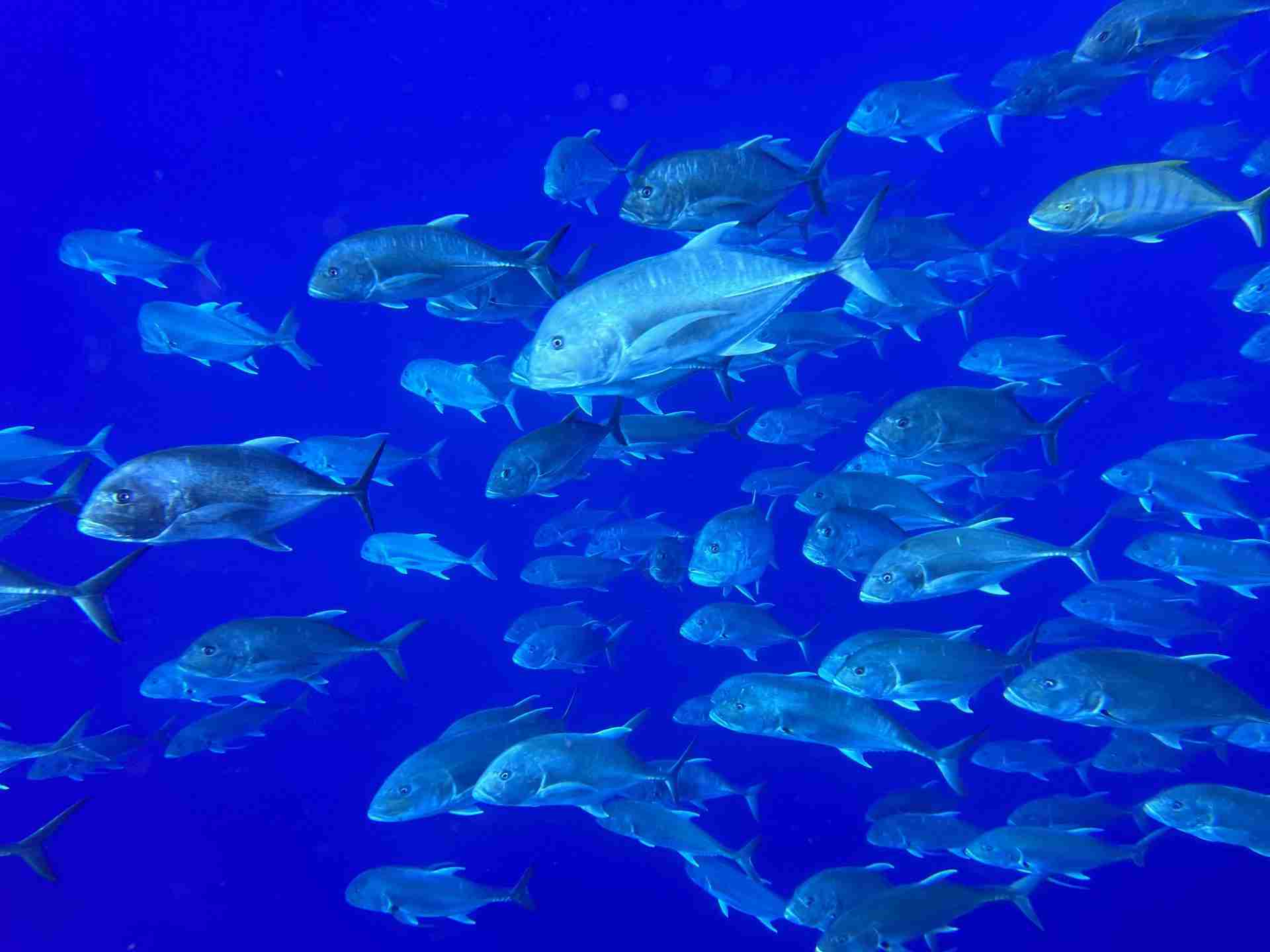 School of jackfish in the blue at Small Giftun