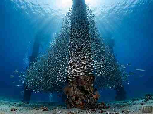 Glassfish swarming around a ship's mast underwater