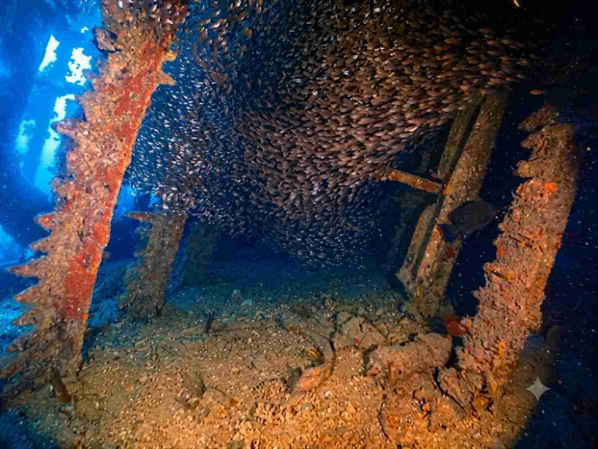 Glassfish inside the Carnatic wreck at Abu Nuhas
