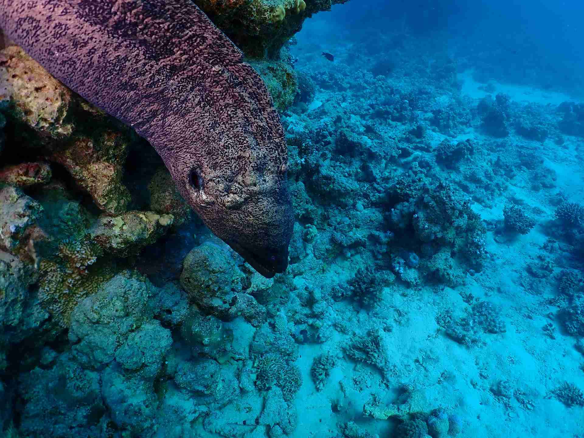 Giant moray out in the open on the reef at Gota Abu Ramada