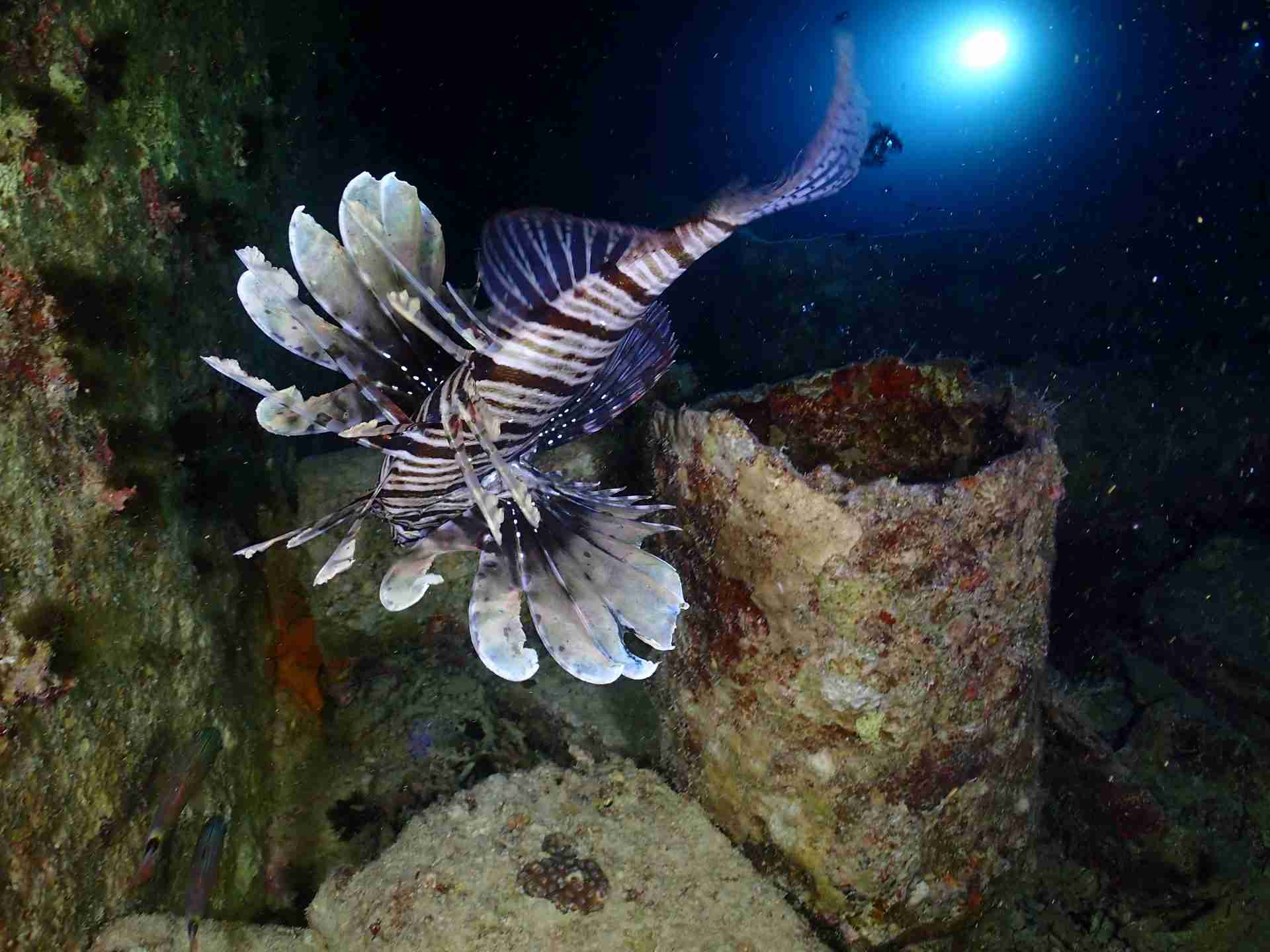 Lionfish hunting beside a sponge-covered opening