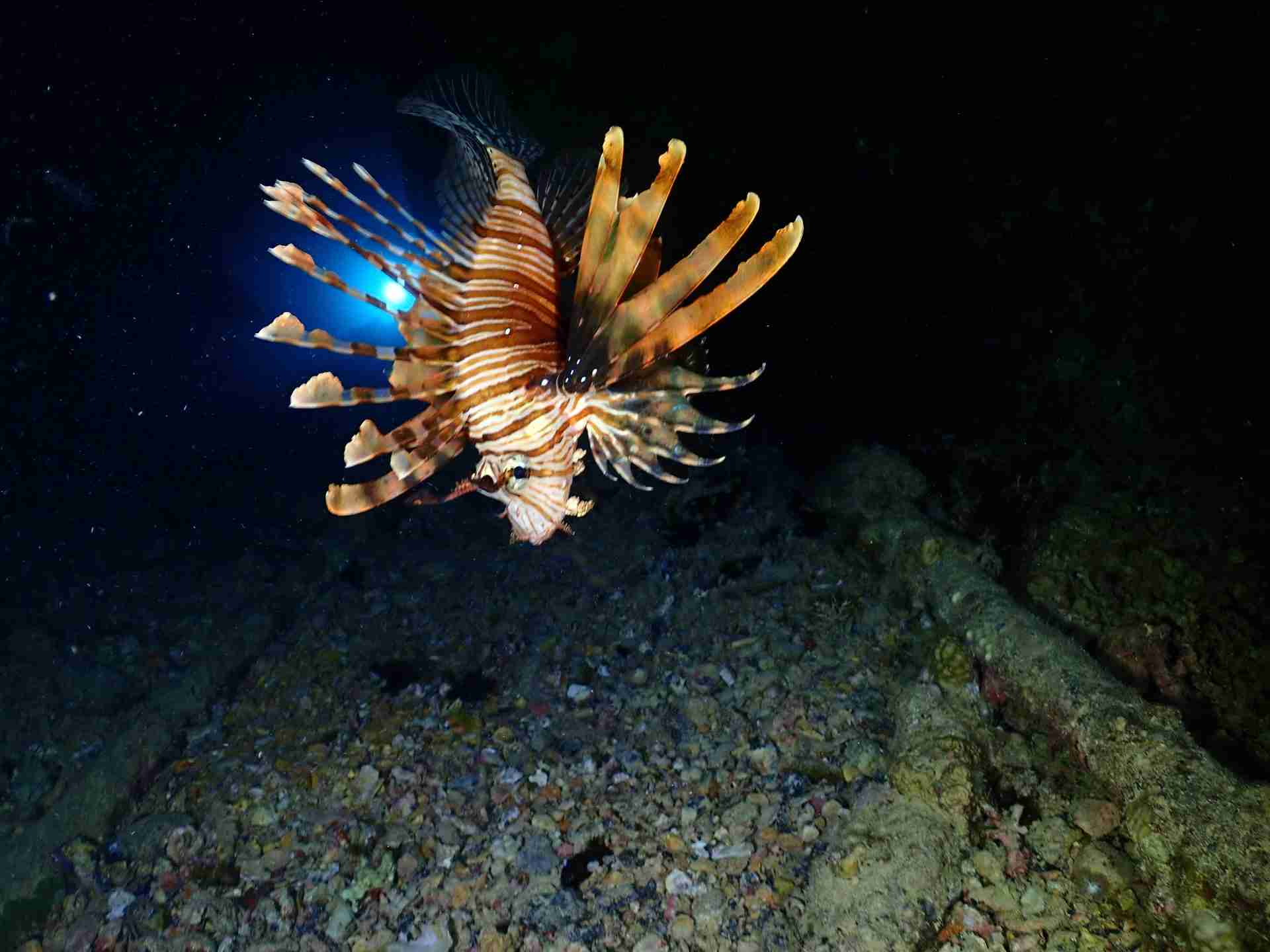 Lionfish with its fins spread over the reef near Hurghada