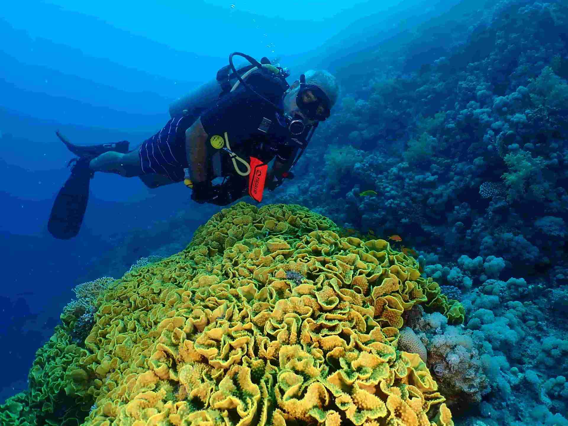 Diver above yellow salad coral on the Hurghada dive sites