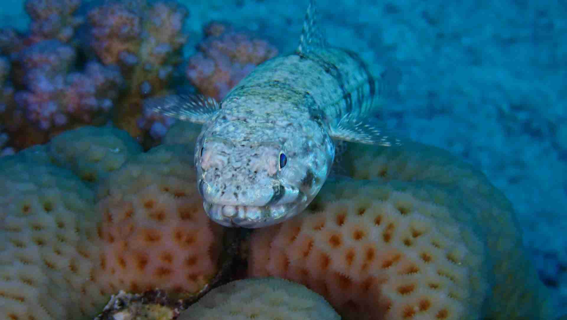 Fish resting on the coral heads at Gota Abu Ramada