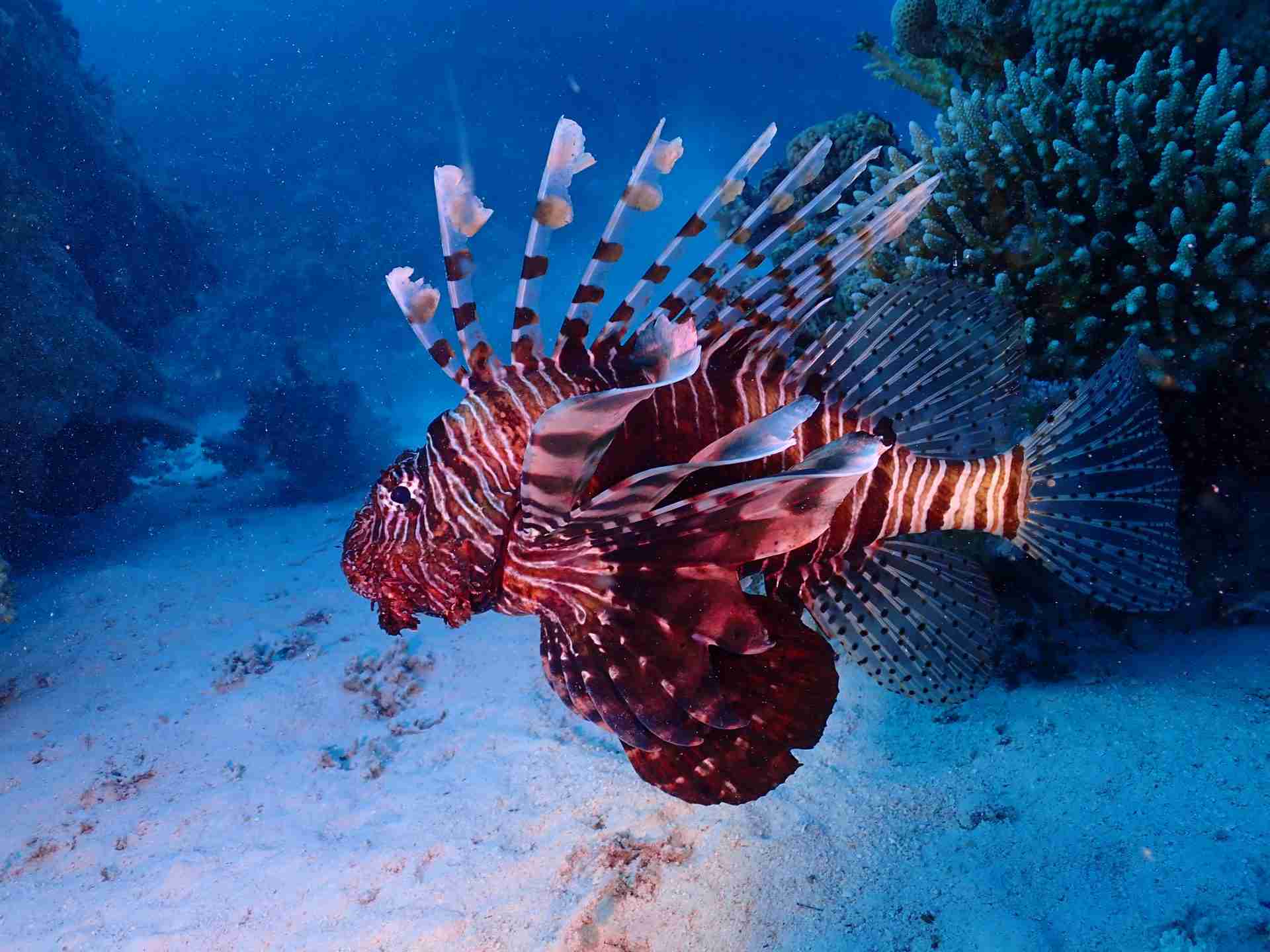 Lionfish holding station against the coral