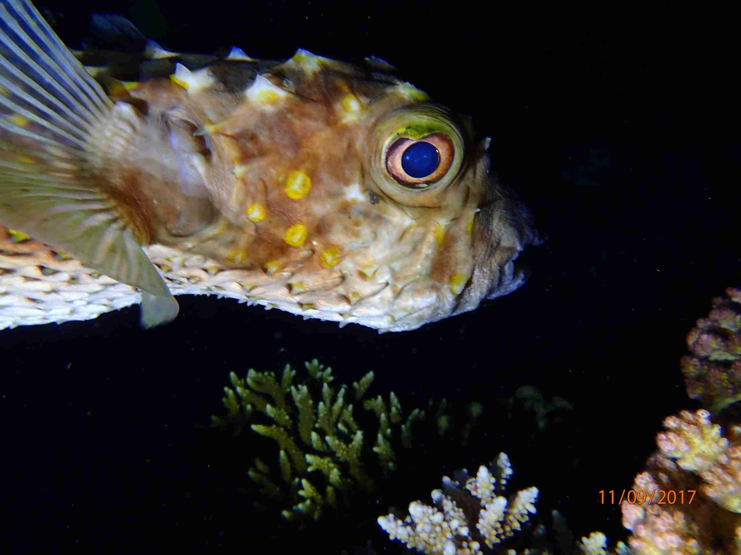 Pufferfish on the reef in the Strait of Gubal