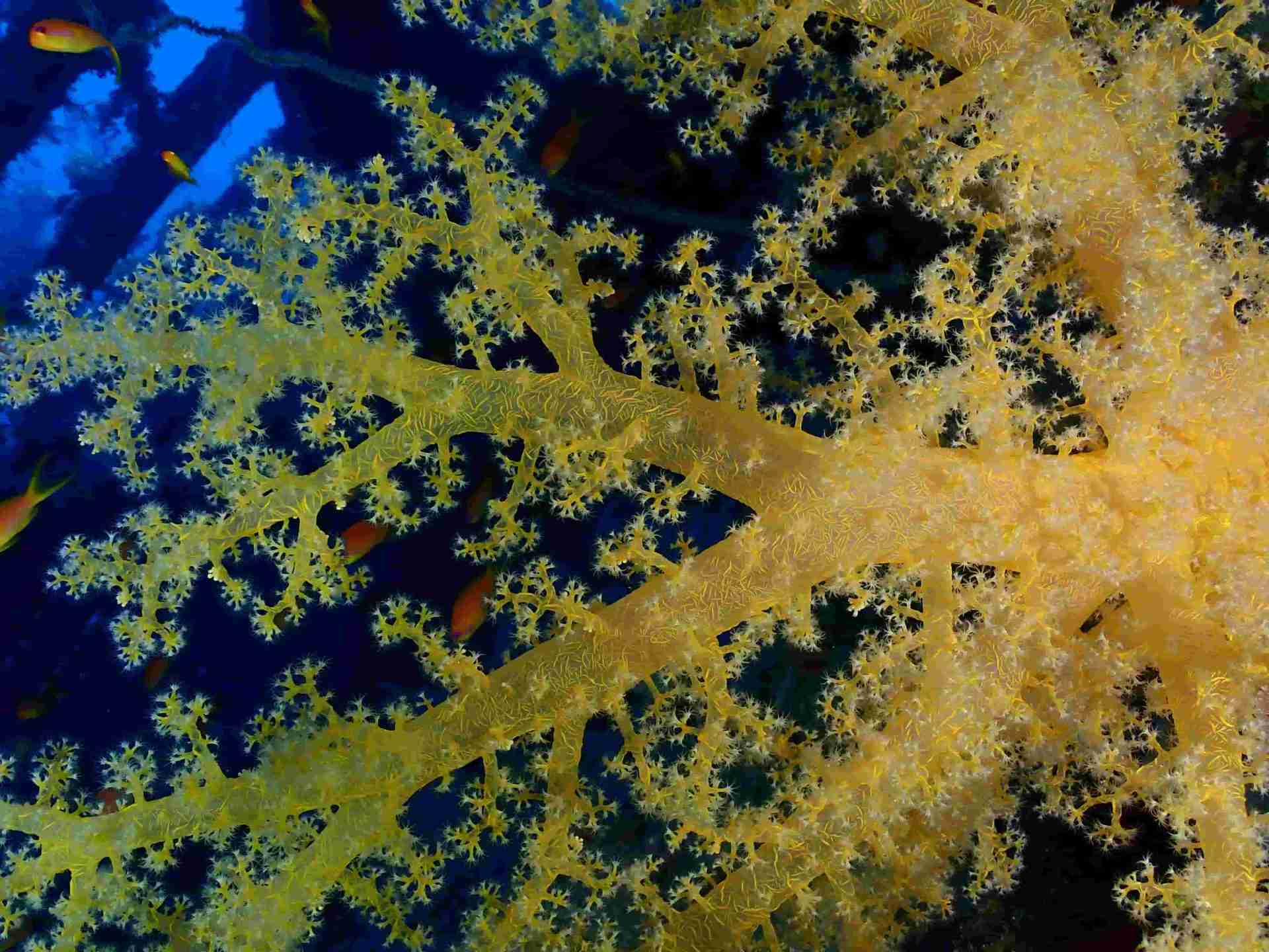 Yellow soft coral growing on a reef wall