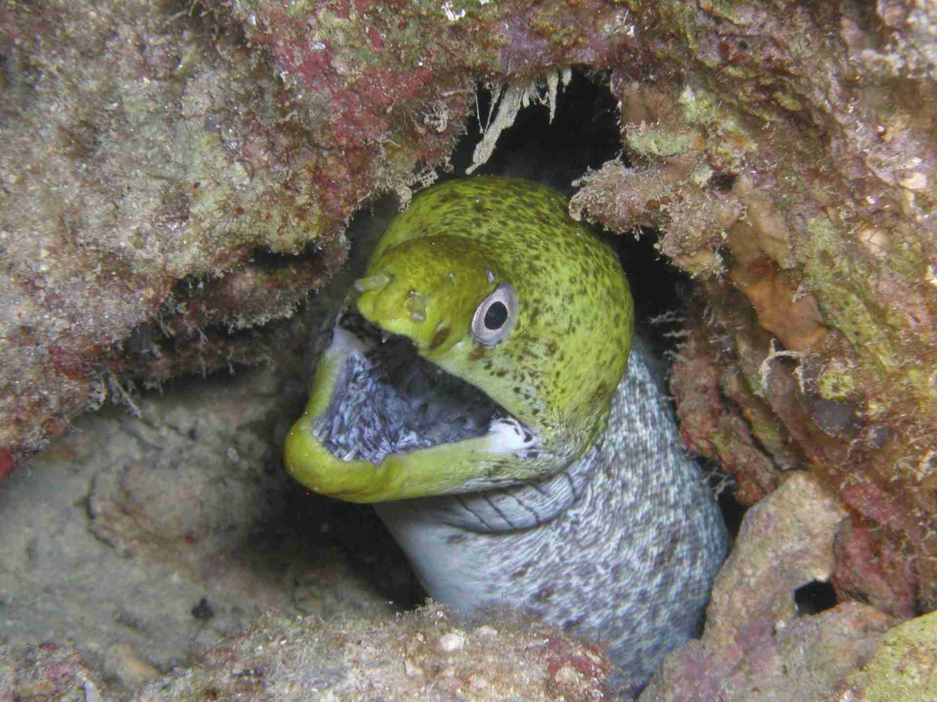 Moray eel in a hole in the reef at Gota Abu Ramada