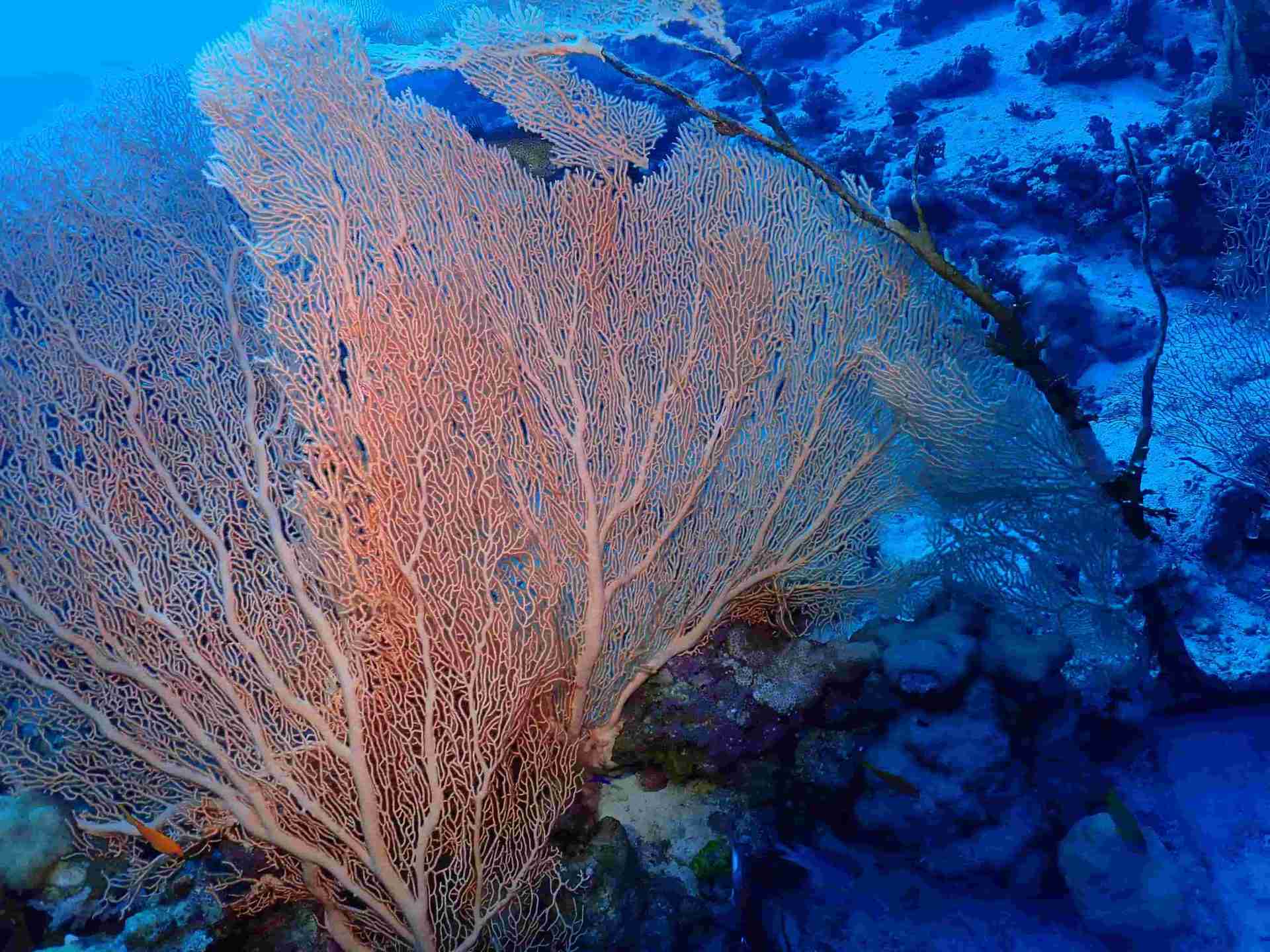 Gorgonian sea fan on a Hurghada dive sites wall