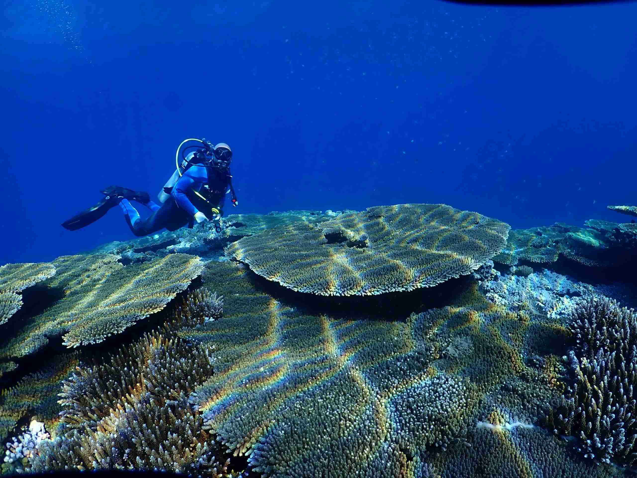 Diver beside a large table coral on the plateau