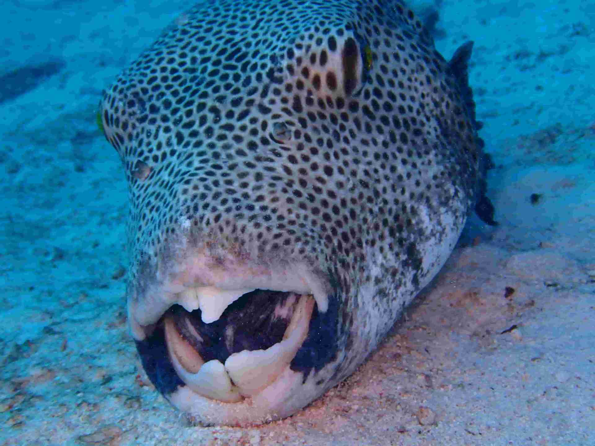 Giant pufferfish resting on sand at a northern reef