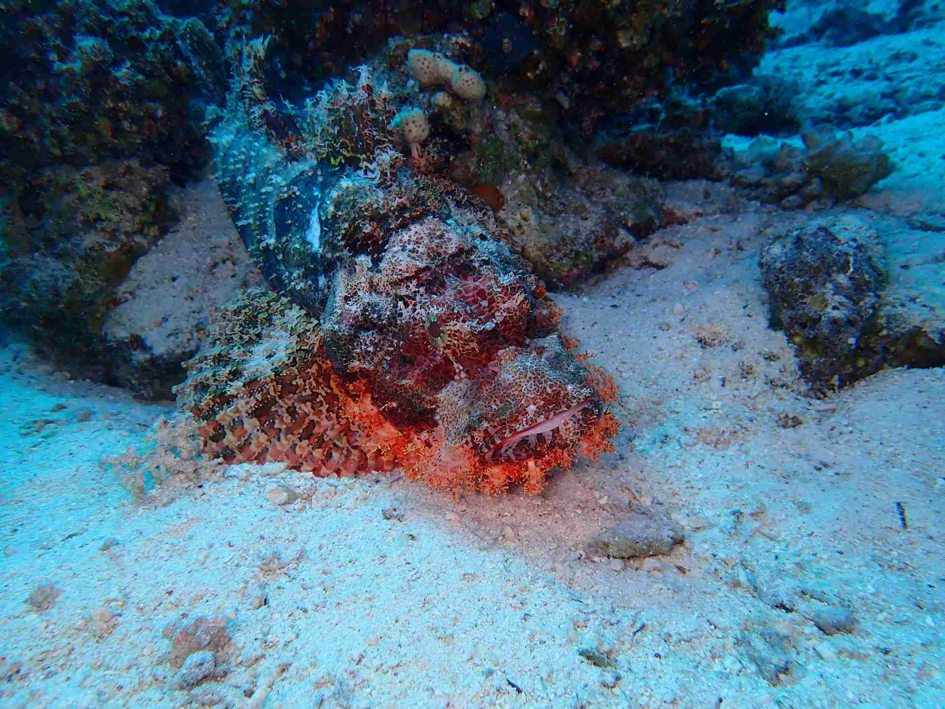 Scorpionfish resting on the sand beneath a coral ledge