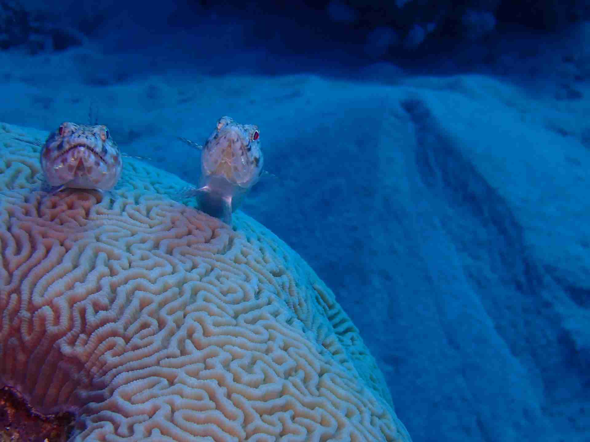 Two lizardfish resting on a brain coral on the plateau