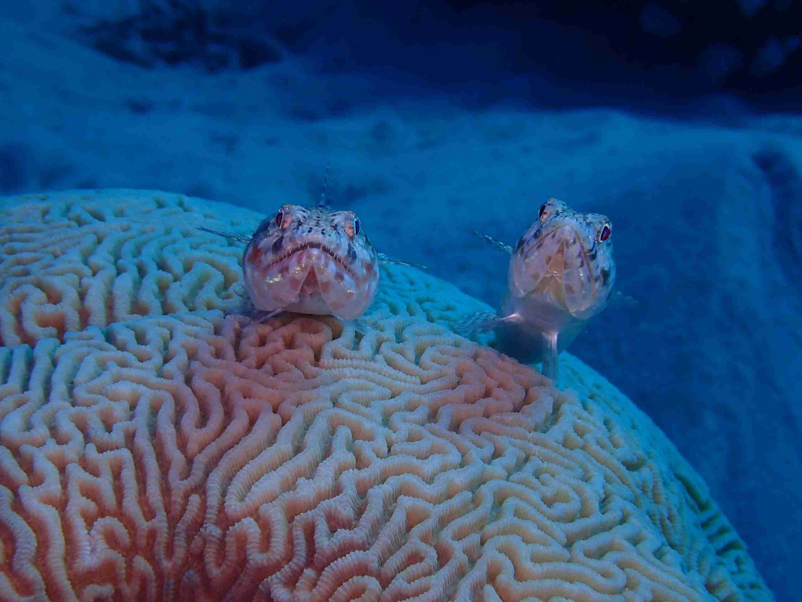 Reef fish resting on a brain coral, Sharm el-Sheikh