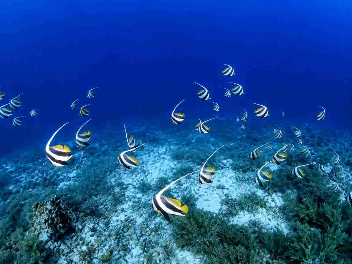 Pennantfish on a North & Dahab liveaboard reef