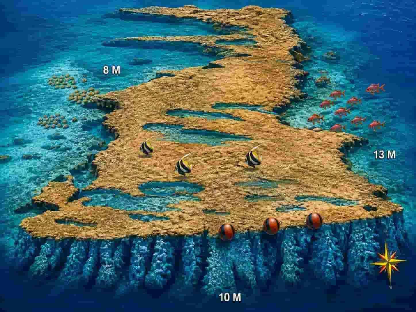 Shaab Abu Galawa site map and its northern coral garden