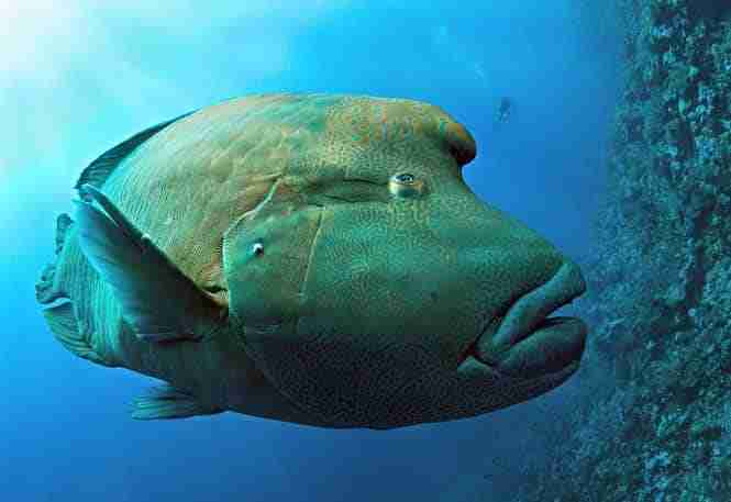 Napoleon wrasse at Shark and Yolanda Reef