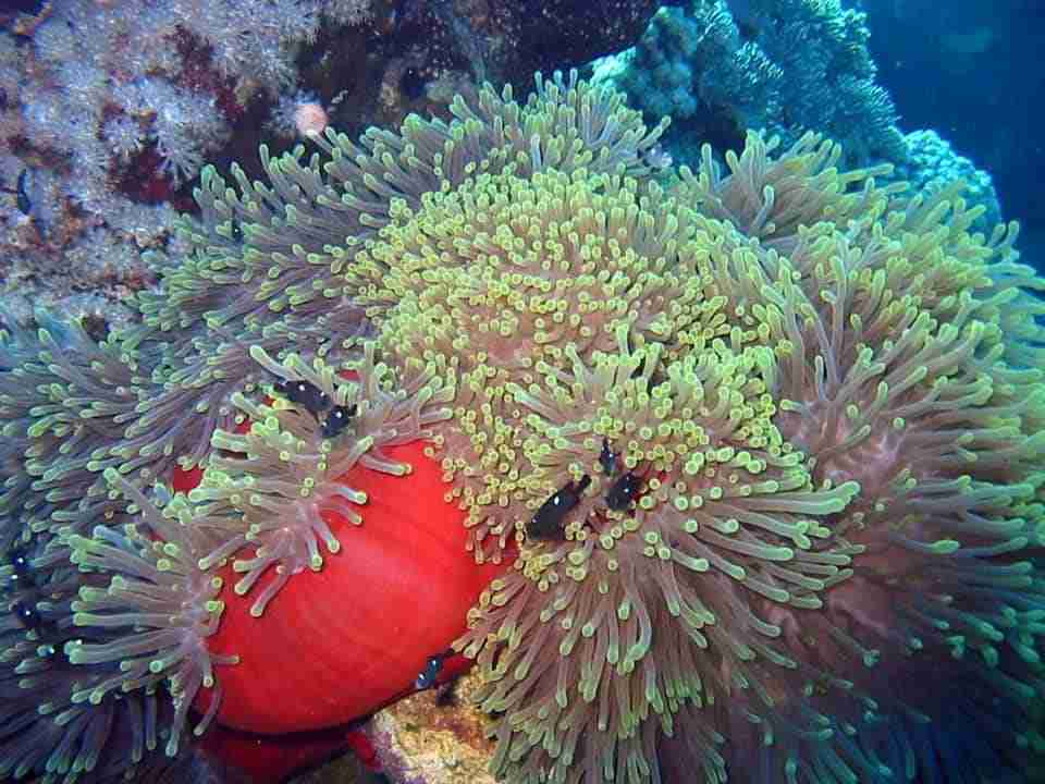 Anemone and clownfish on the Lonely Mushroom tower