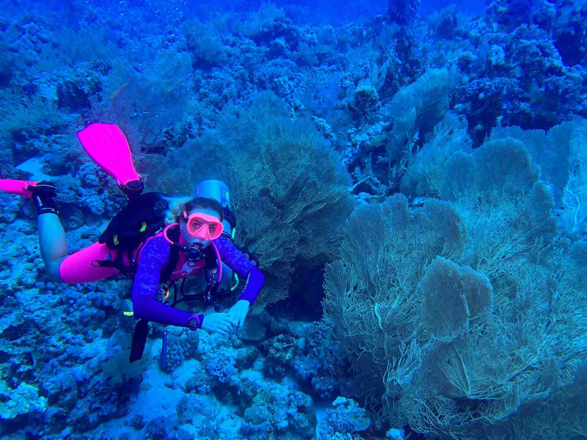 Large sea fans reaching out from a reef wall into the current