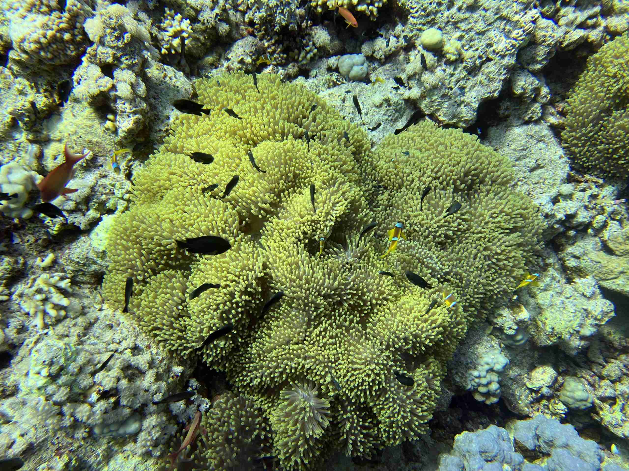 Anemone and clownfish on a shallow reef near Naama Bay