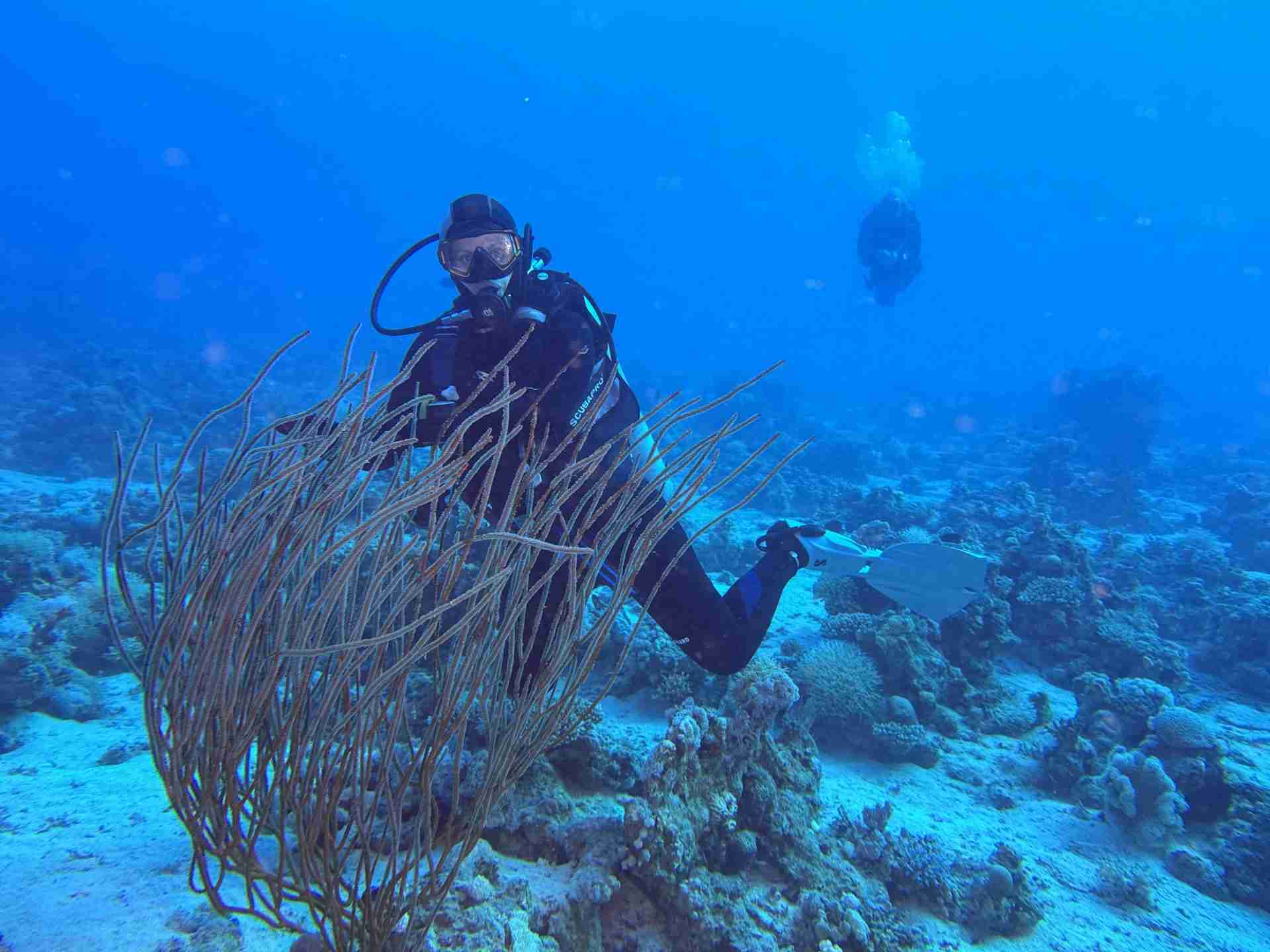 Diver beside gorgonian fans on the wall at Small Giftun