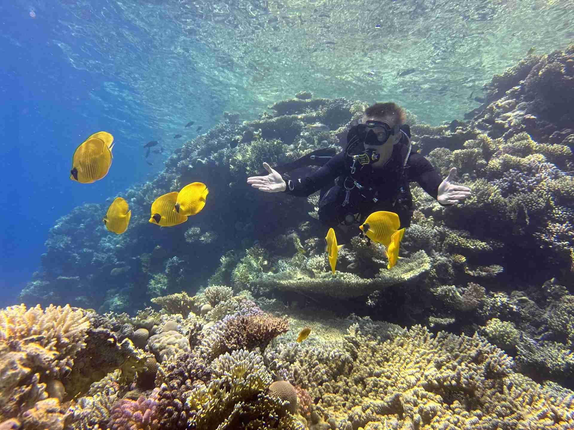 Masked butterflyfish and a diver on a shallow reef near Hurghada