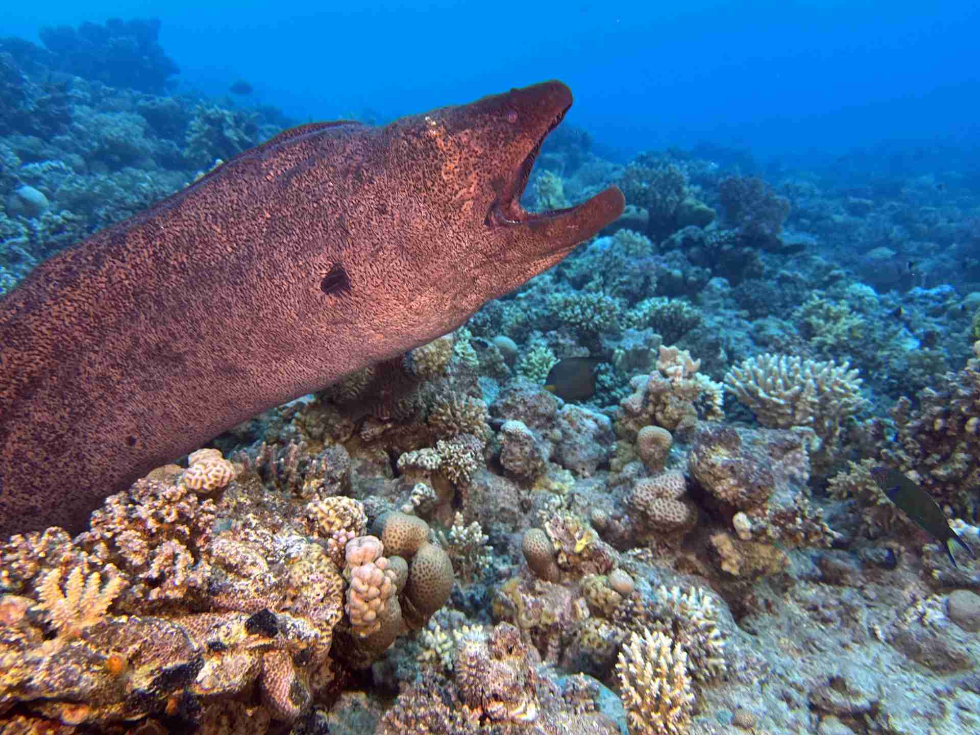 Giant moray out in the open on the reef