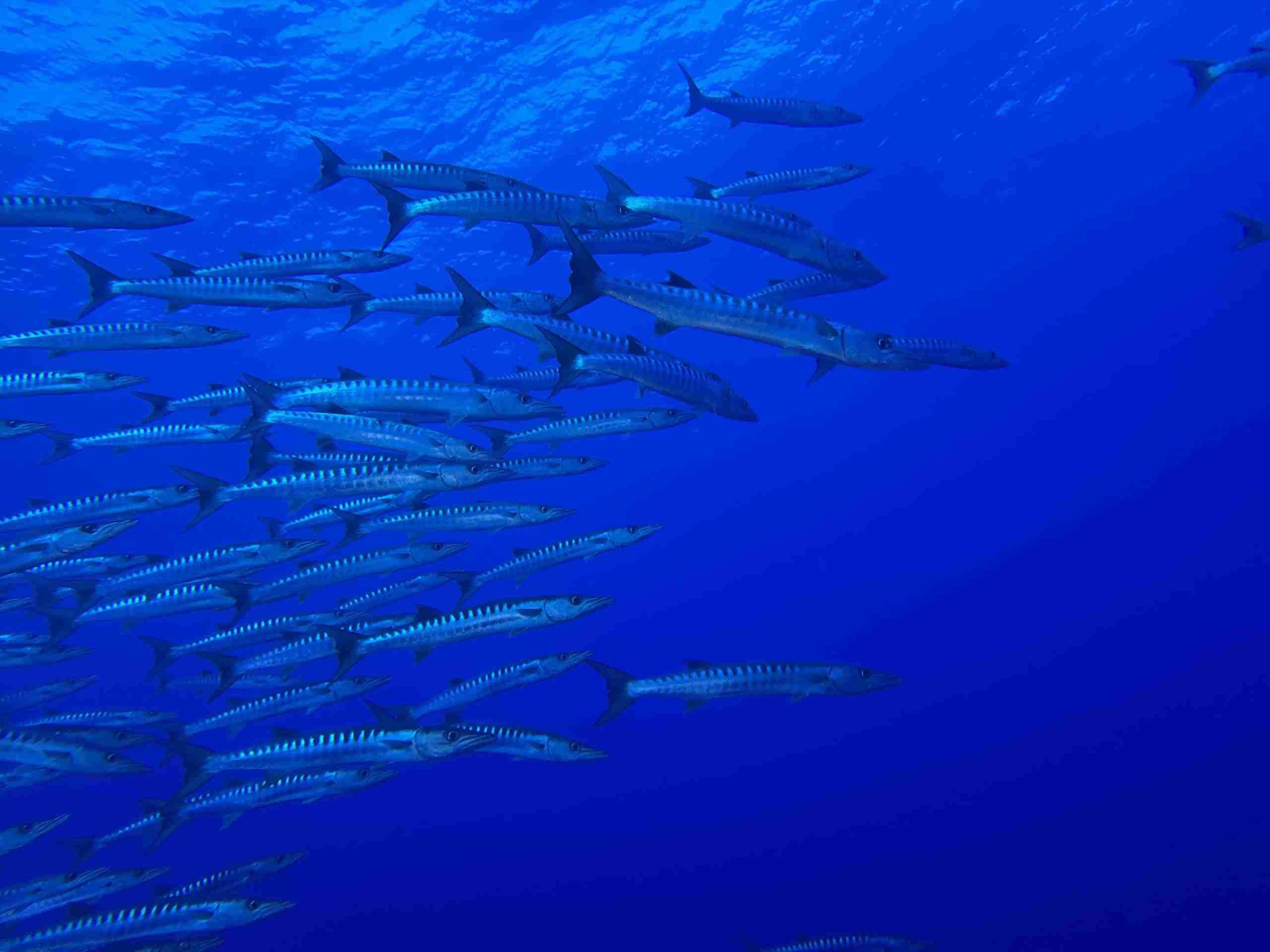 School of barracuda in open water off the reef