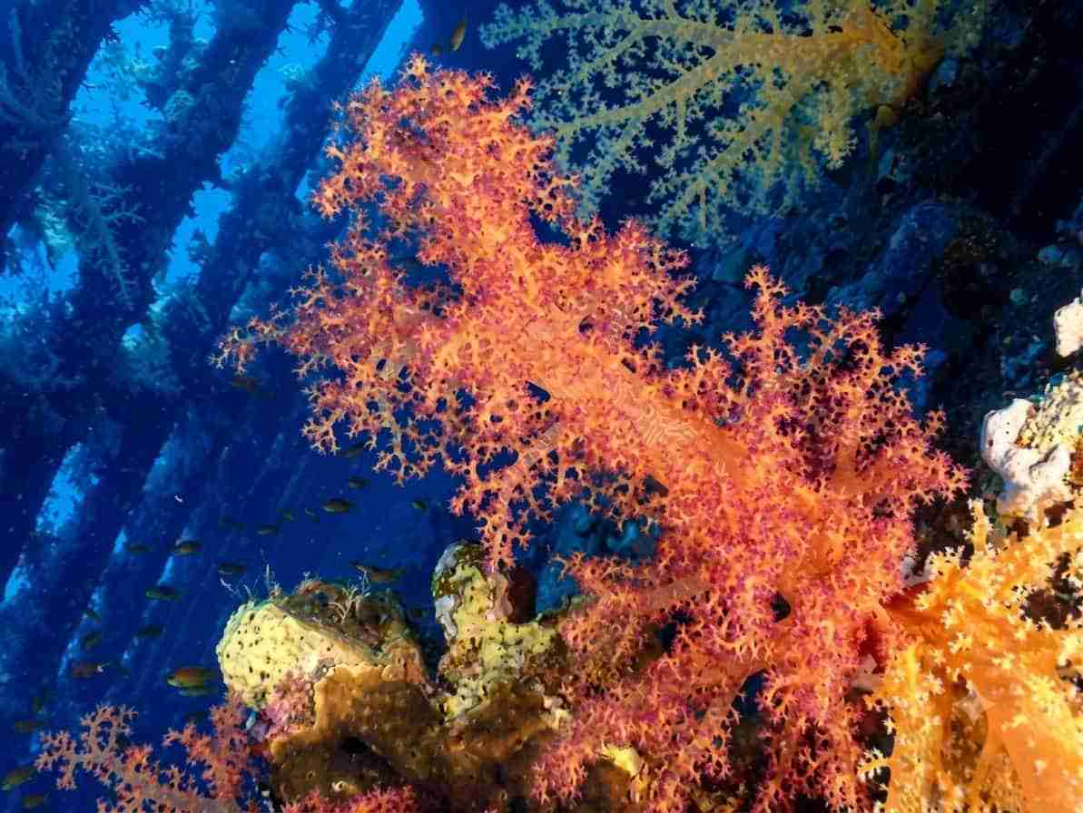 Soft coral growing on the Carnatic at Abu Nuhas