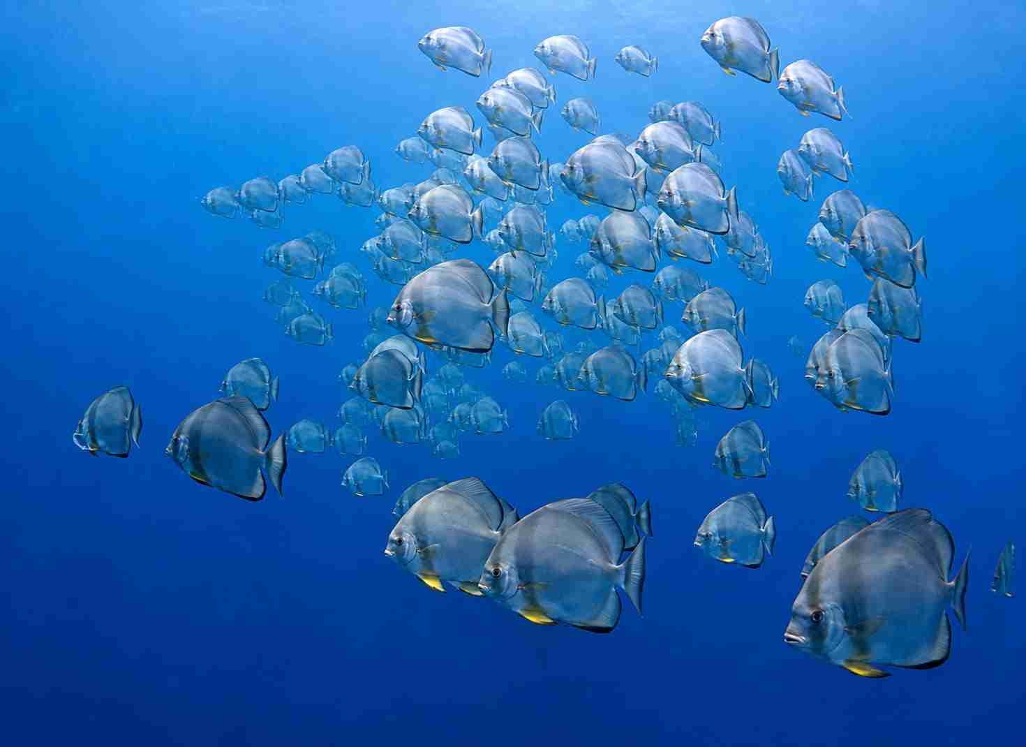 Batfish schooling in the blue above a wreck
