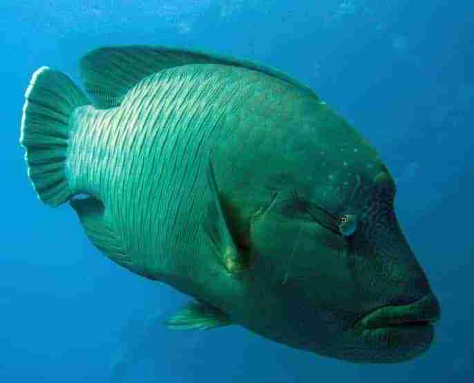 Napoleon wrasse swimming over the reef