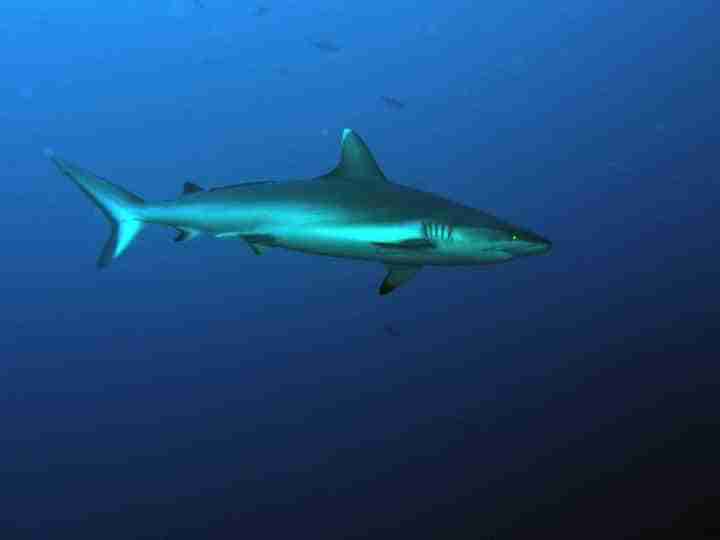 Grey reef shark in the Strait of Tiran