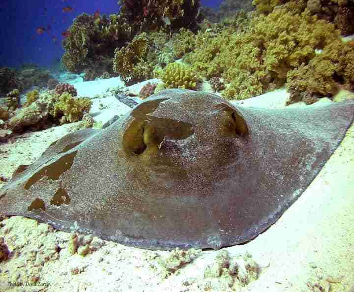 Blotched fantail ray resting on the sand at Gabr el Bint