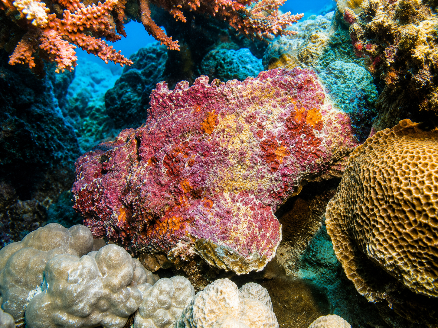 A stonefish camouflaged among Red Sea coral