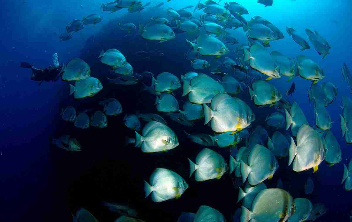 School of batfish on a Ras Mohammed diving site