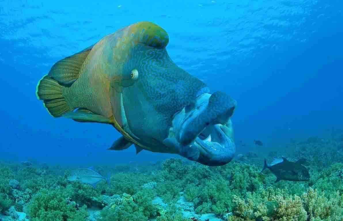 Napoleon wrasse on a Ras Mohammed diving site