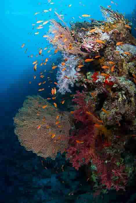 Gorgonian sea fan standing out from a reef wall
