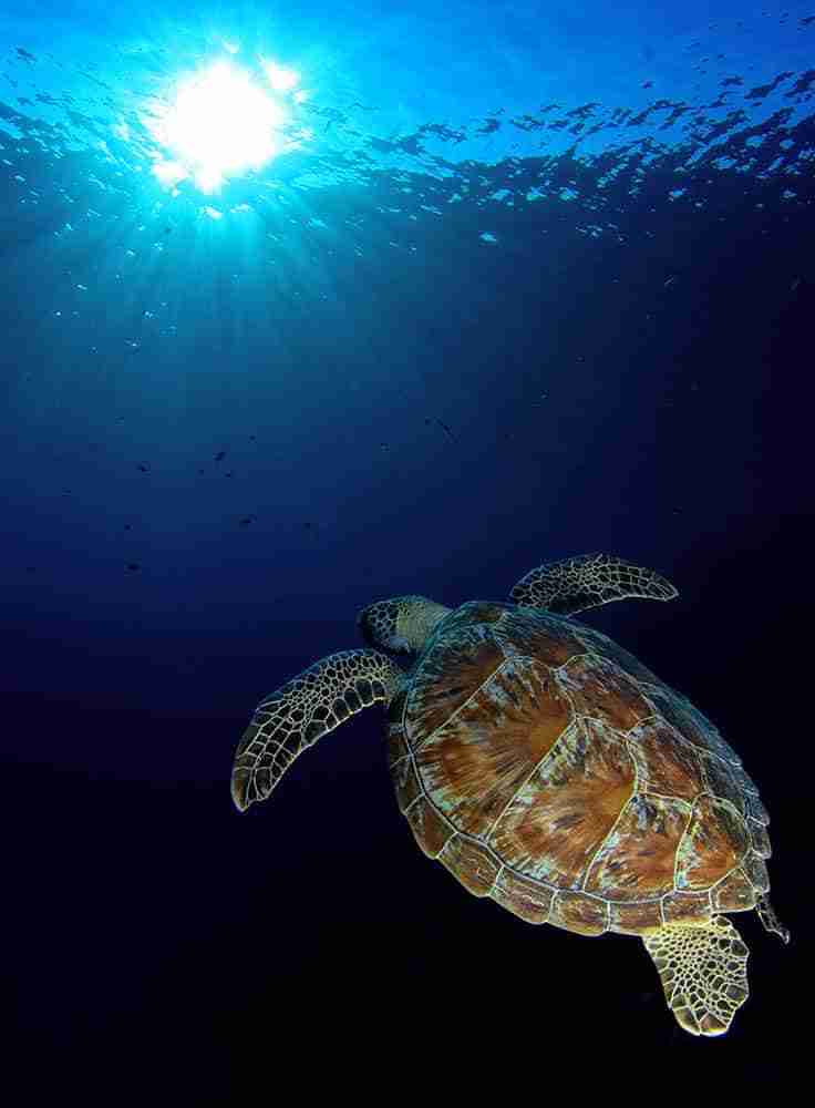 Sea turtle swimming in open blue water with the sun behind it