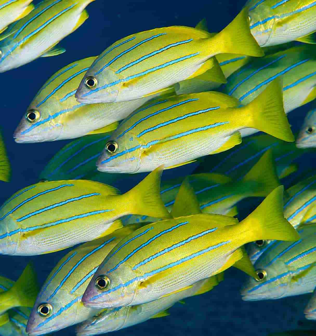 A school of bluestripe snappers on a North & Dahab liveaboard reef