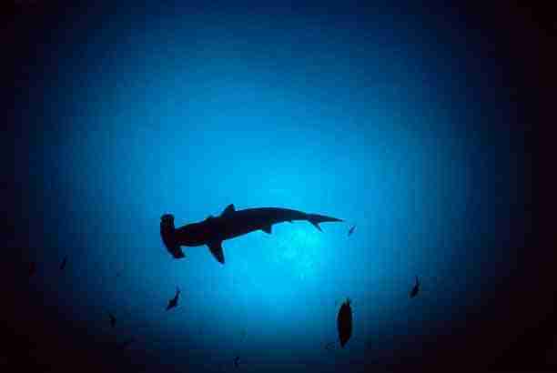 Hammerhead shark out in the blue at the Strait of Tiran