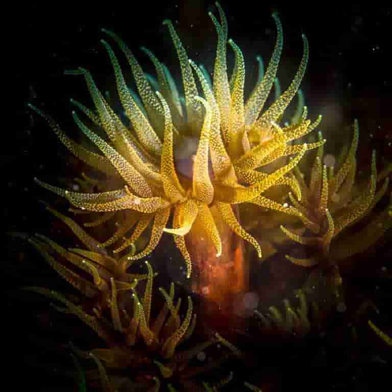 Soft coral with its polyps open on the reef