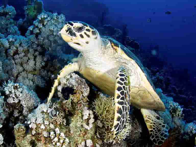 Hawksbill turtle crossing the coral in the Gulf of Aqaba