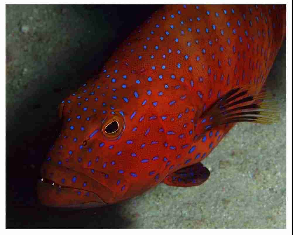 A coral grouper among the rocks
