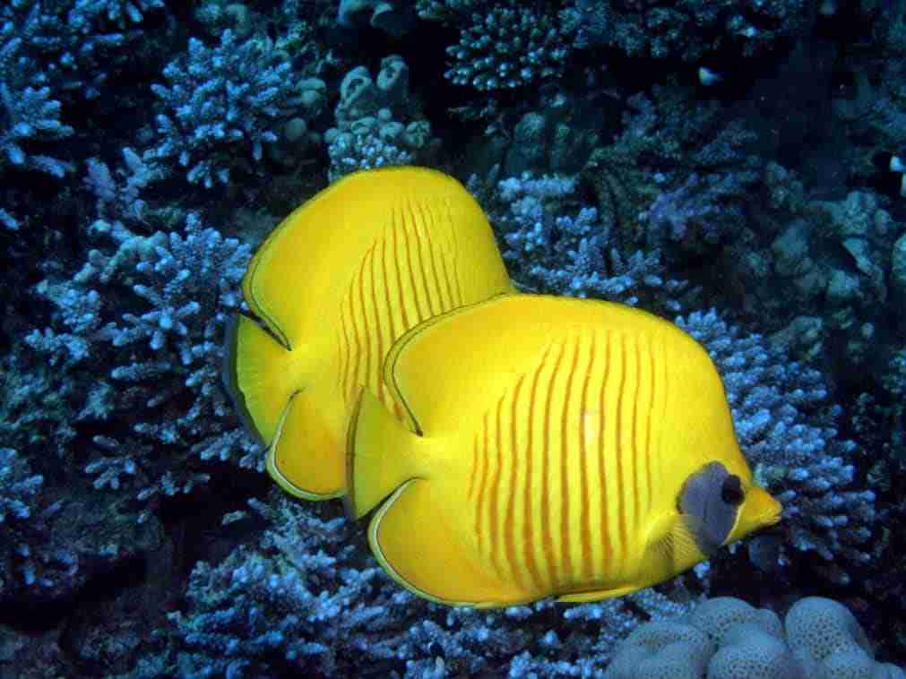 Masked butterflyfish on the reef at Shark and Yolanda Reef