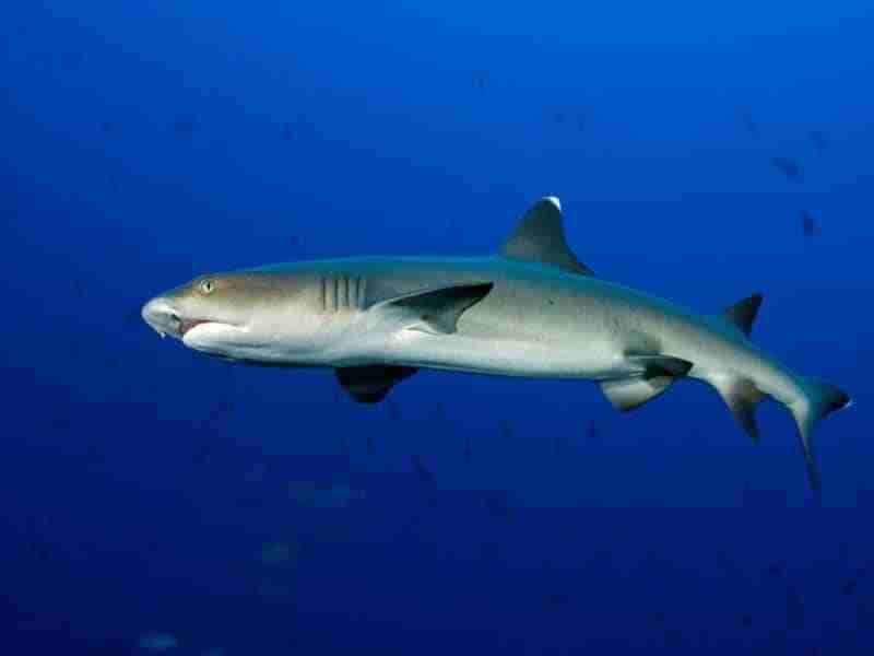 Whitetip reef shark at Shark and Yolanda Reef